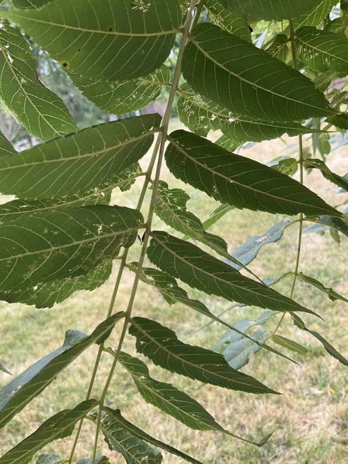 Black Walnut leaf