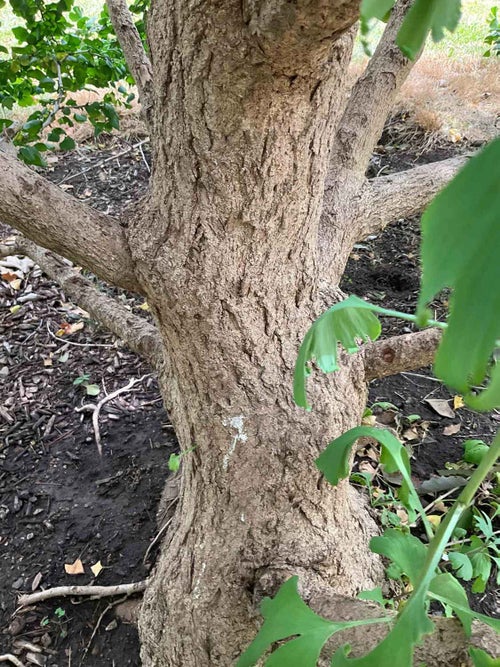 Ginkgo bark