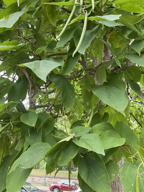 Common Catalpa leaf