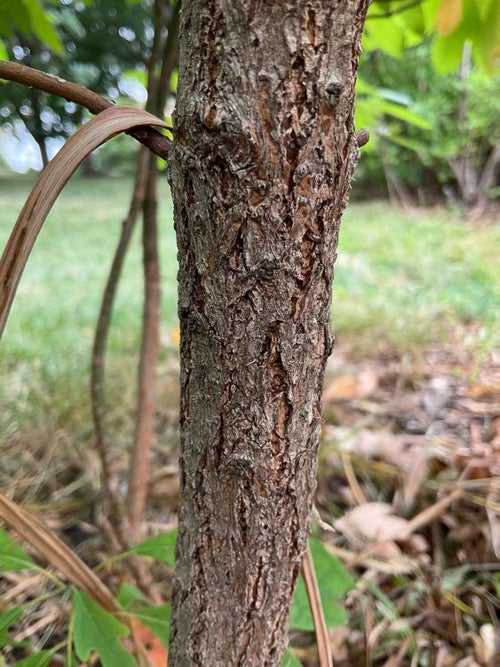 Sassafras bark