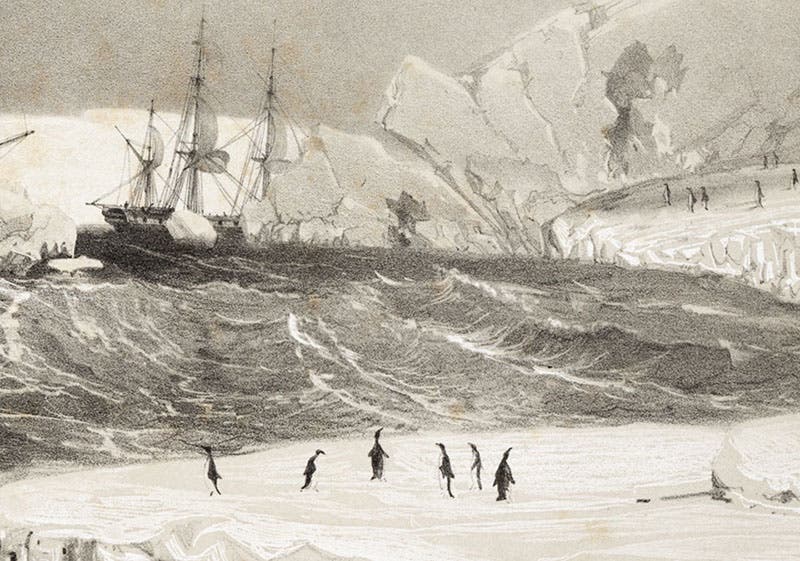 Adélie penguins on ice floe, detail of engraving in Voyage au pole sud et dans l'Océanie sur les corvettes l'Astrolabe et la Zélée, by Jules-Sébastien-César Dumont d'Urville, Atlas pittoresque, pl. 18, 1842-54 (Linda Hall Library)