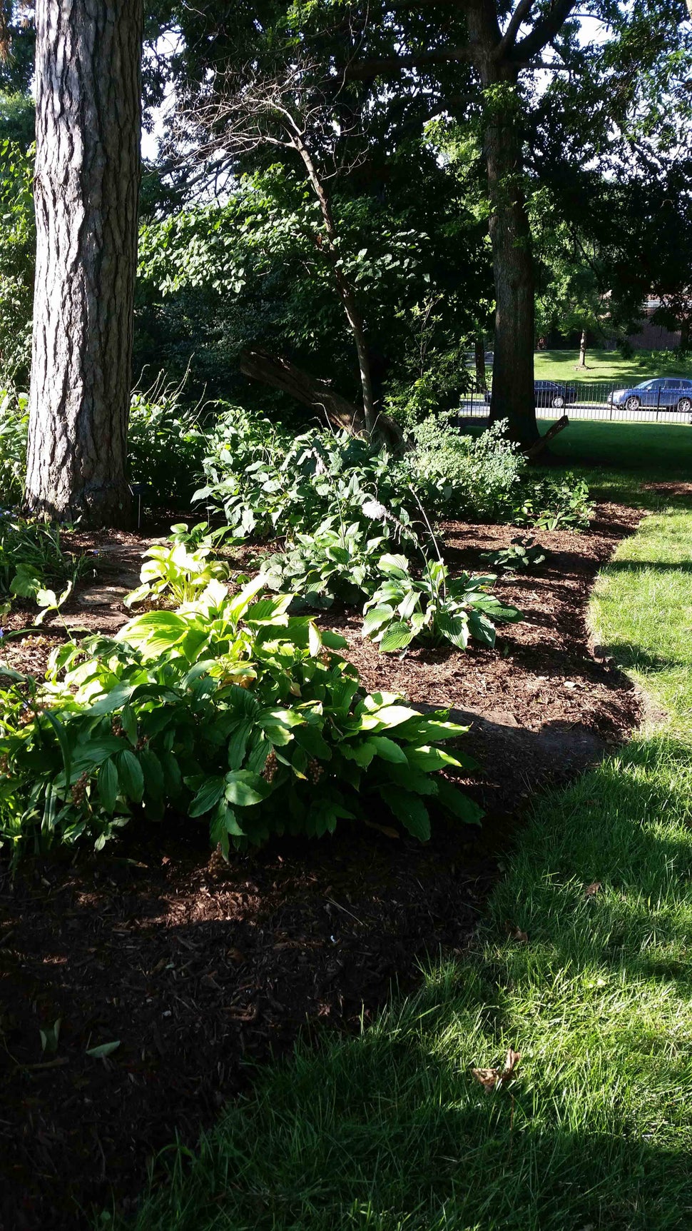 Linda Hall Library woodland garden in the summer