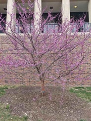 Redbud spring