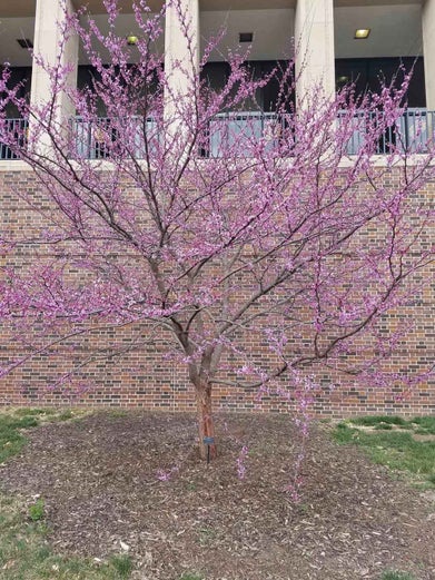 Redbud spring