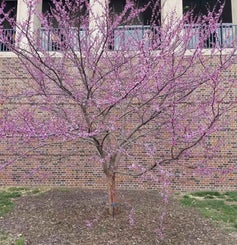 Redbud spring