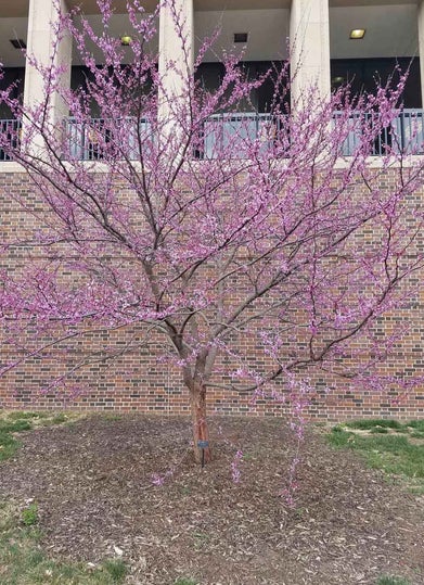Redbud spring