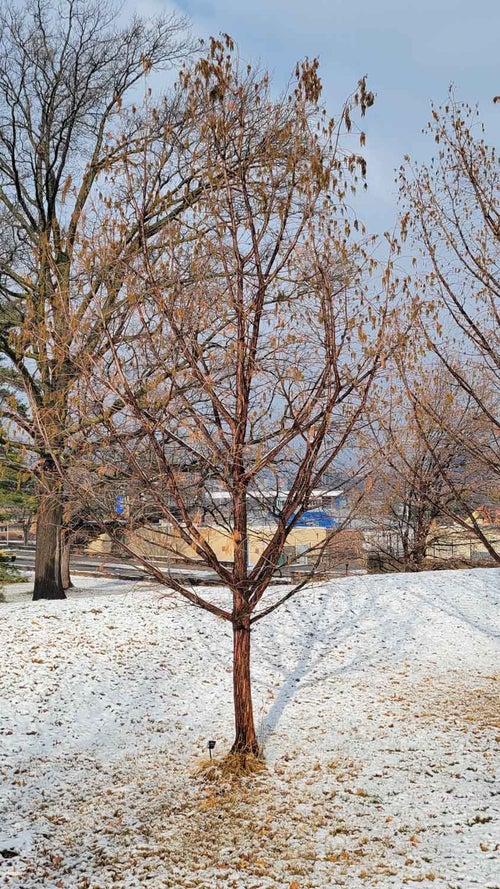 Pond Cypress winter