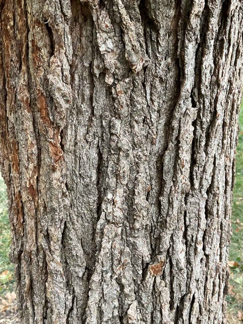 Faxon Oak bark