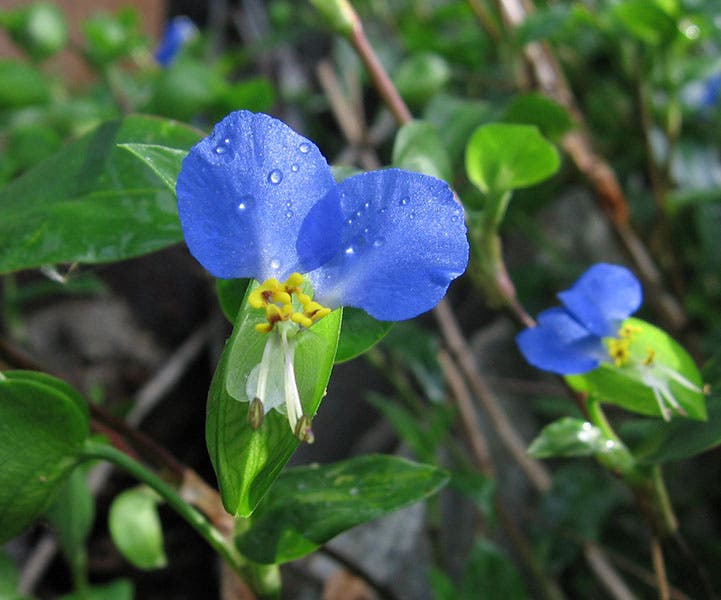 Commelina communis, a dayflower (Wikimedia commons)