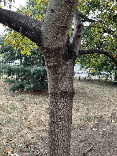 Tuliptree bark