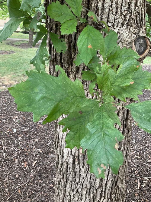 Bushes Oak leaf