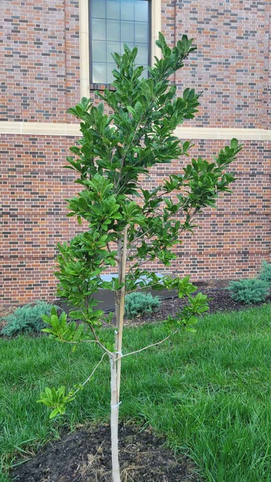 Centennial Blush Magnolia summer