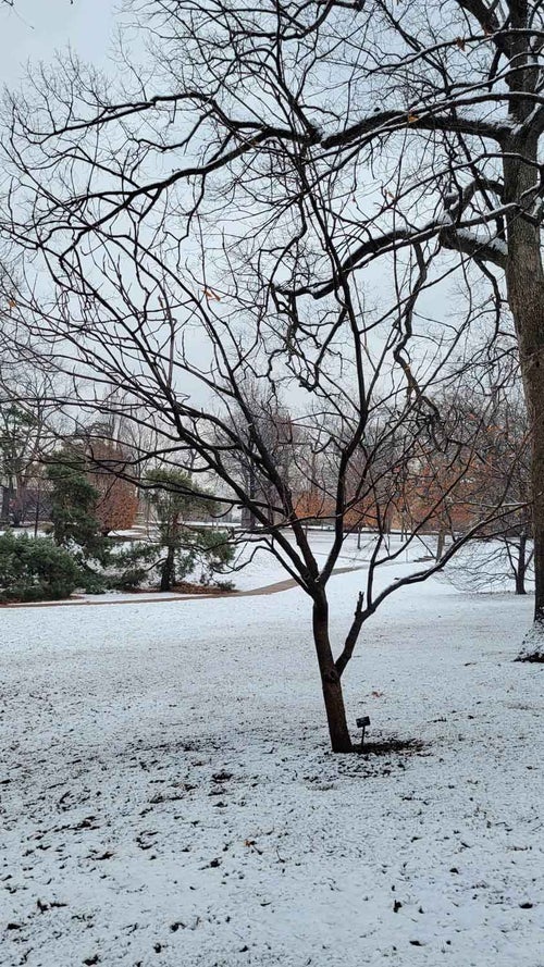 Umbrella-tree Magnolia winter