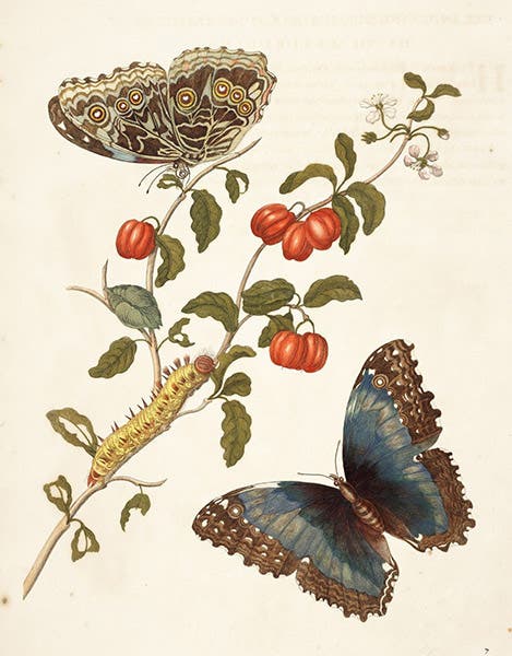 Morpho butterfly on a Barbados cherry tree, hand-colored engraving in Metamorphosis insectorum surinamensium, by Maria Merian, plate 7, slightly cropped, 1705 (Linda Hall Library)