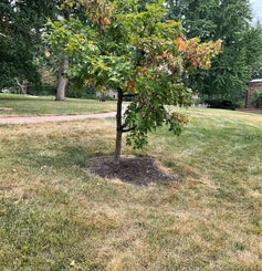 Caddo Sugar Maple summer