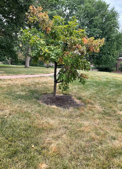 Caddo Sugar Maple summer