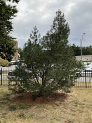 Lacebark Pine summer