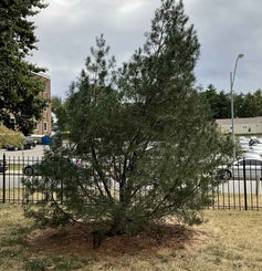 Lacebark Pine summer