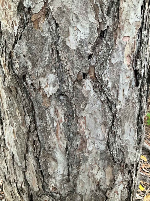 Austrian Pine bark