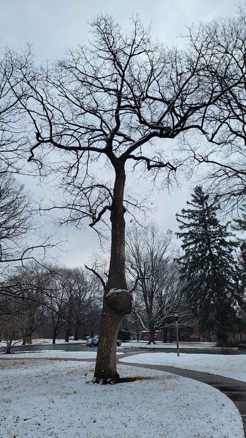 Chinkapin Oak winter