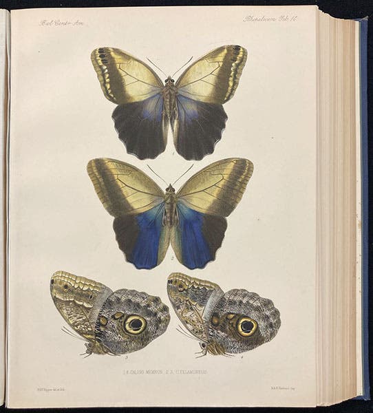 Owl butterflies, in the genus Caligo, lithograph by Robert H.F. Rippon, in Biologia Centrali-Americana: Insecta: Lepidoptera-Rhopalocera, by Frederick DuCane Godman and Osbert Salvin, vol. 3, plate 14, 1879-1901 (Linda Hall Library)