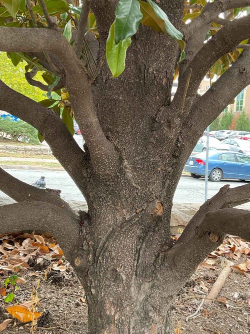 Southern Magnolia bark