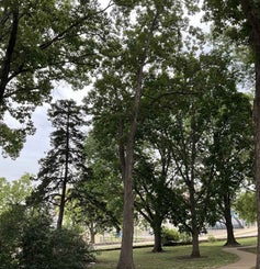 Swamp Chestnut Oak summer