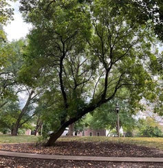 Goldenrain Tree summer
