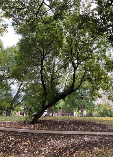 Goldenrain Tree summer