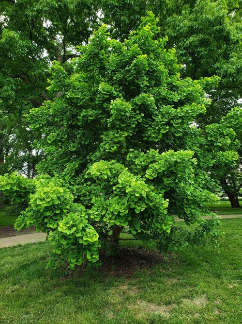 Ginkgo summer