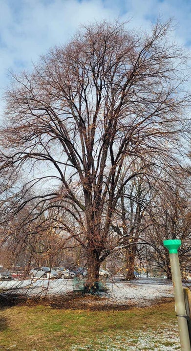 Royal Linden winter