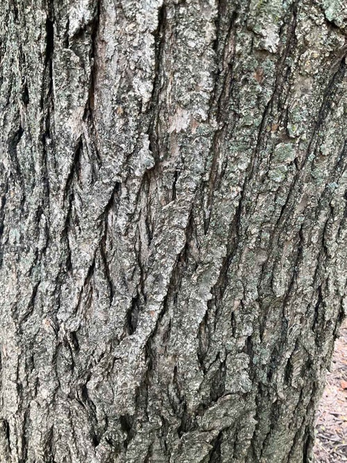 Japanese Scholar Tree bark