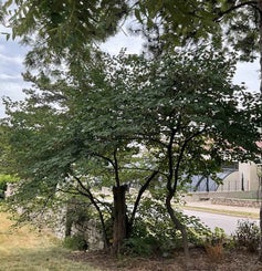 Pink Flowered Redbud summer