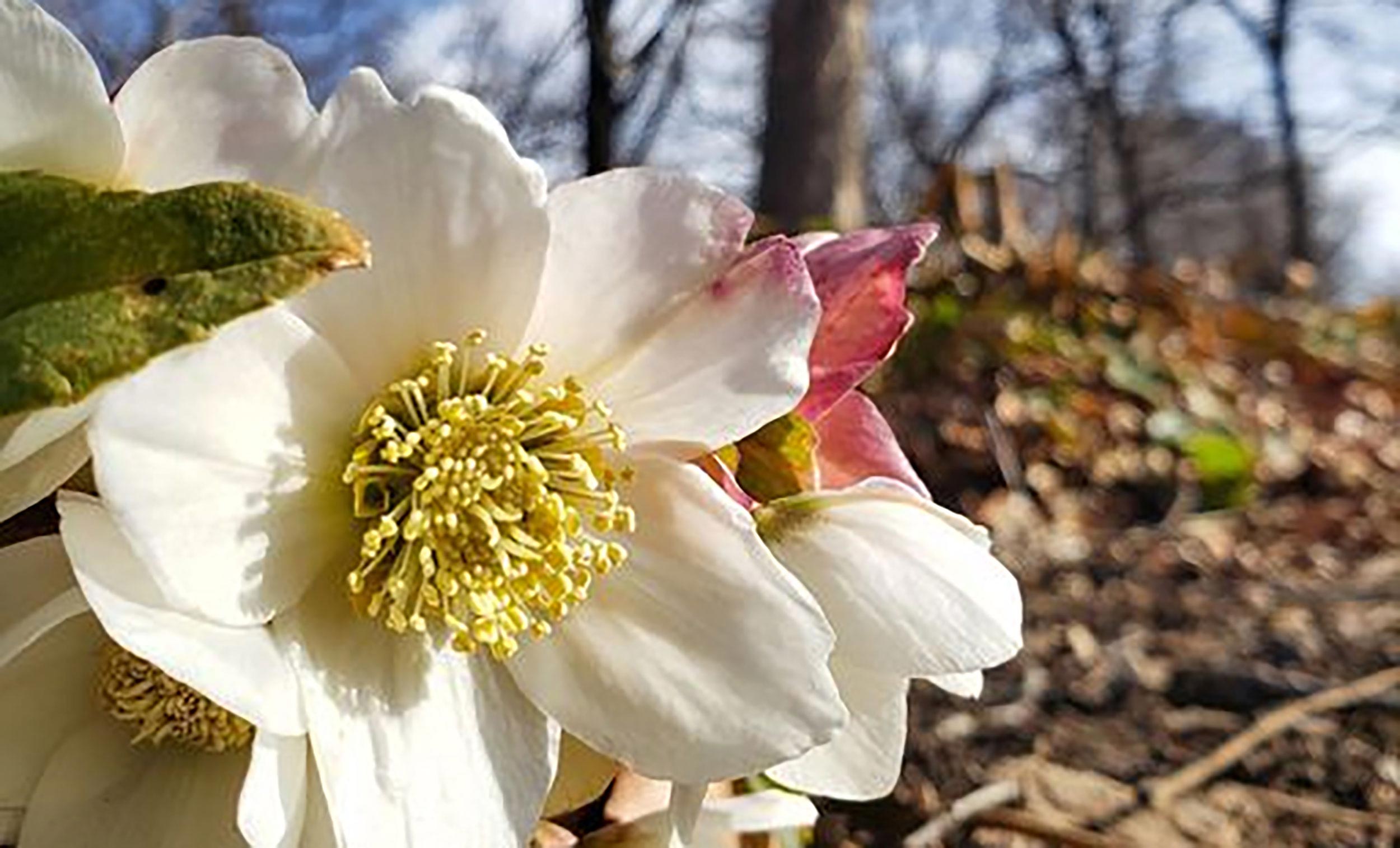 Linda Hall Library arboretum viburnum hellebore