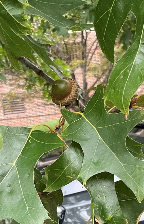 Scarlet Oak seed