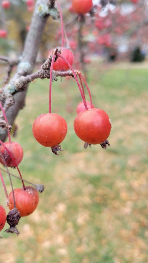 Flowering Crab fruit