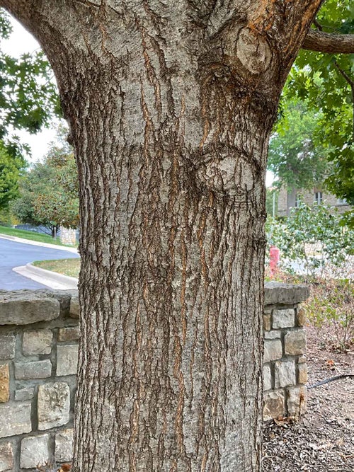 Scarlet Oak bark