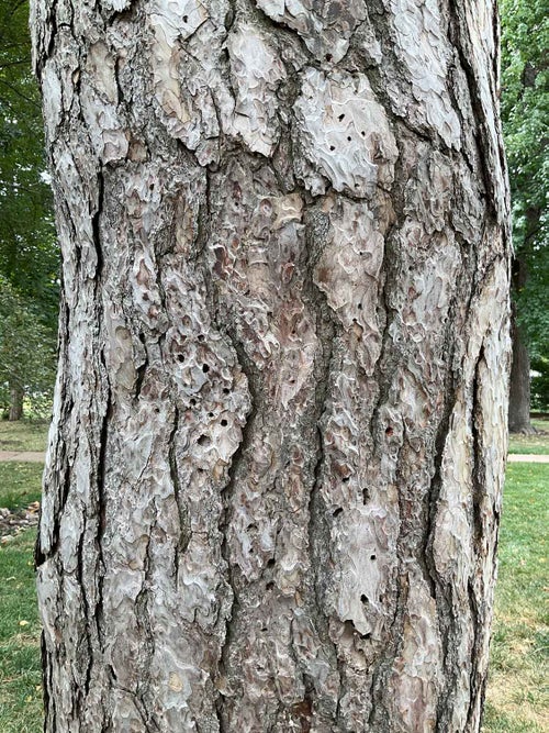 Austrian Pine bark