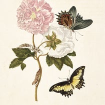 Heraclides butterfly on a hibiscus, hand-colored engraving in Metamorphosis insectorum surinamensium, by Maria Merian, plate 31, slightly cropped, 1705 (Linda Hall Library)