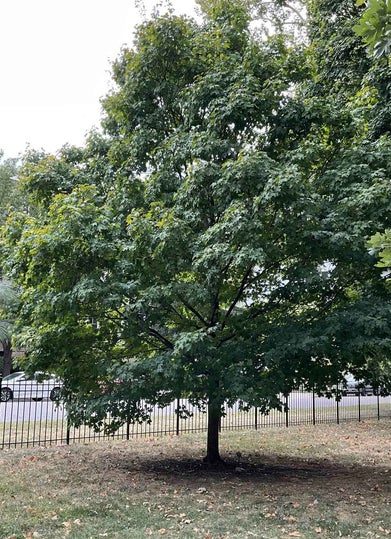 Sugar Maple summer