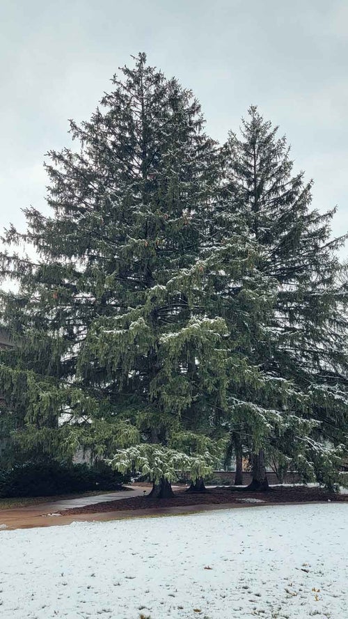 Norway Spruce winter