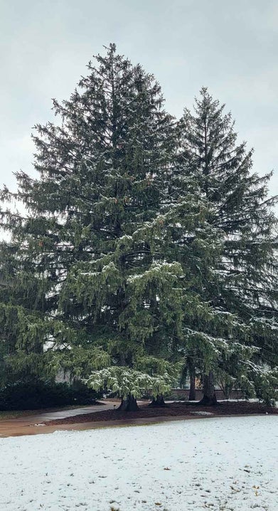 Norway Spruce winter