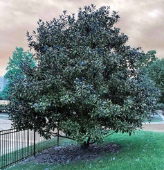 Southern Magnolia summer