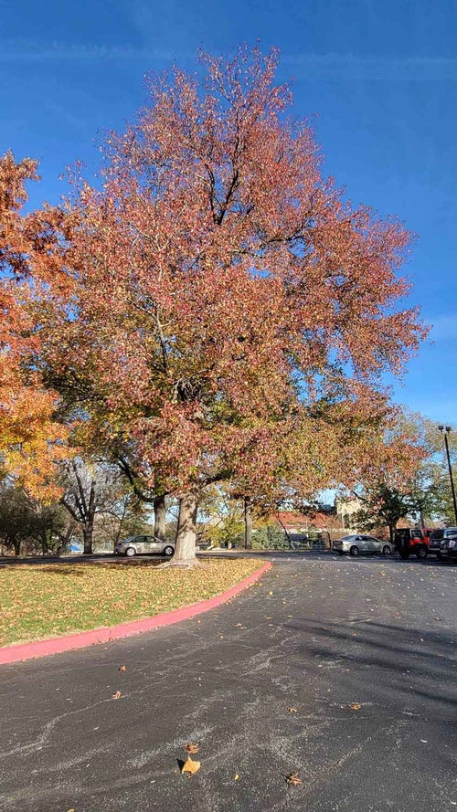 Sweetgum Fall