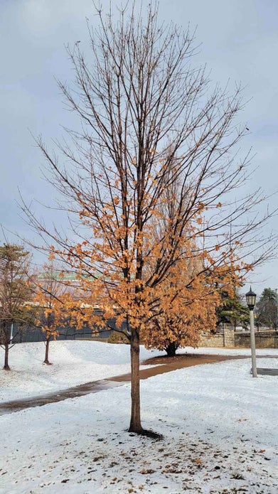 Sugar Maple winter