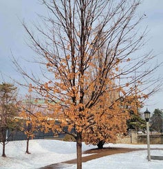 Sugar Maple winter
