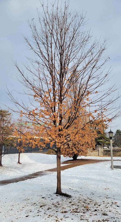 Sugar Maple winter