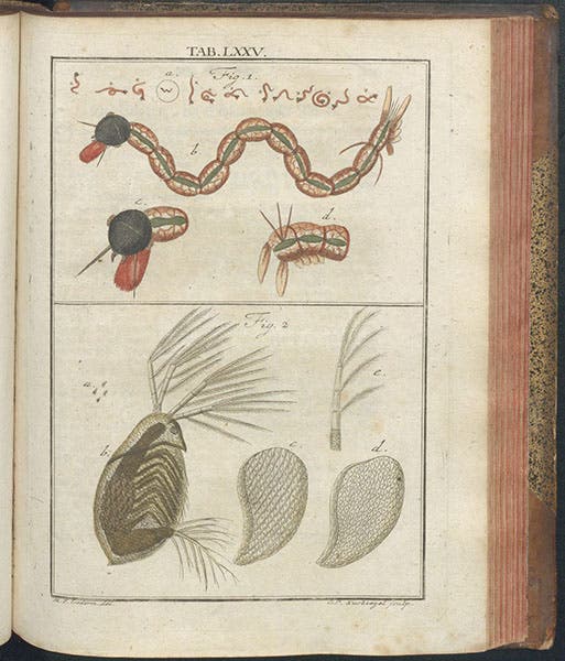 Daphnia, or water-flea (bottom), with Harlequin worm at top, hand-colored engraving, Mikroskopische Gemüths- und Augen-Ergötzung, by Martin Frobenius Ledermüller, plate 75, 1761 (The Linda Hall)