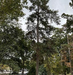 Austrian Pine summer