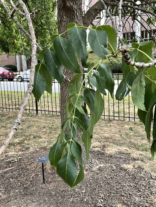 Blue Ash leaf